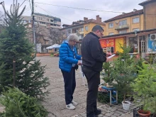 Следят зорко продажбата на коледни елхи в Кюстендилско