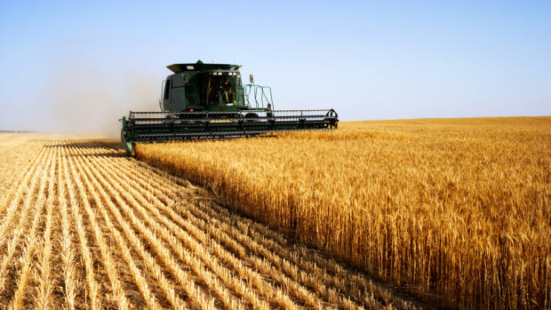 Ако България започне да отглежда ГМО ще ликвидира и конвенционалното
