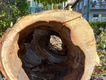 След последните снегове: Режат наред опасни дървета в Габрово