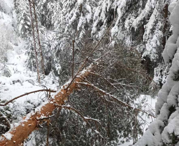Големият брой паднали дървета преспите обилният сняг и непроходимите пътища