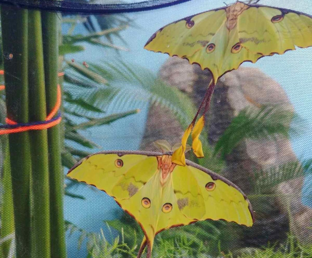TD Екземпляр Африканска лунна пеперуда  Argema mimosae от семейство Сатурниди  Saturniidae се излюпи в зала