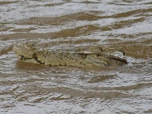 Невиждани наводнения доведоха крокодили в градовете на Австралия