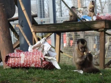 Маймунките в Софийския зоопарк се радват на коледните си подаръци