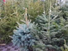 В Смолянско се увеличава търсенето на елхички с коренова система за Коледа