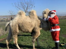 Дядо Коледа не забрави обитателите на зоопарка в Бургас