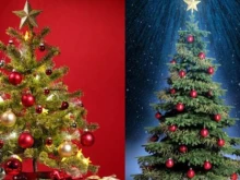 Дотам ли я докарахме? Купуваме елха на изплащане!