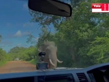 Заради пържени картофи: Слон потроши автомобил на туристи в Шри Ланка