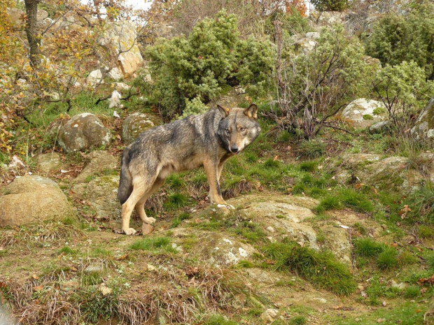 Вълкът може да загуби своя статут на строго защитен вид