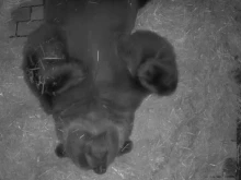 Кафявият мечеок в Софийския зоопарк вече изпада в сладък зимен сън