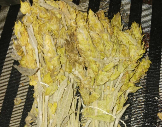 Мурсалският чай е билка отдавна използвана от родопчаните които са