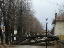 Силният вятър събори голямо дърво в Павликени