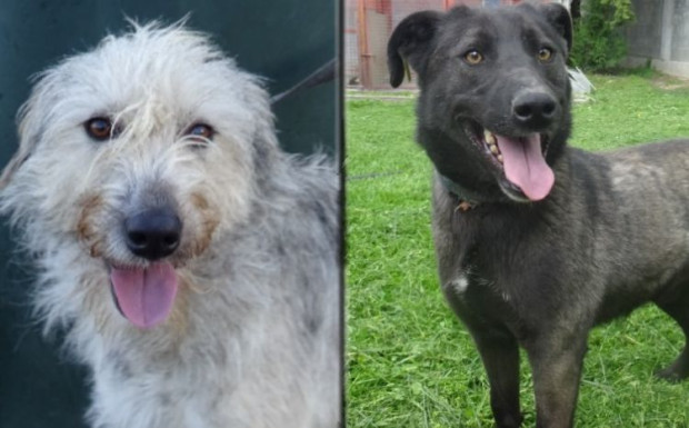 TD Ръст на одомощените кученца отчитат от приюта за безстопанствени животни