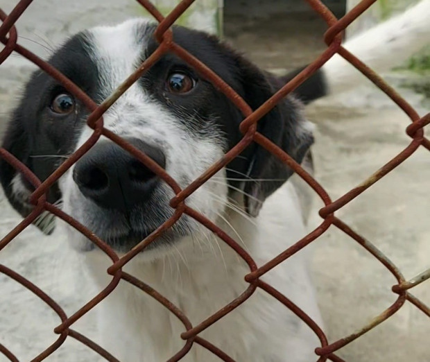 Ръст на одомощените кученца отчитат от приюта за безстопанствени животни