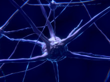 Какво правят мозъчните органоиди, вградени в невронните мрежи на изкуствения интелект?
