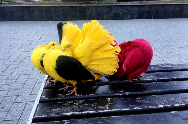 Ярко обагрени гълъби радват децата във Варна Почти всеки ден