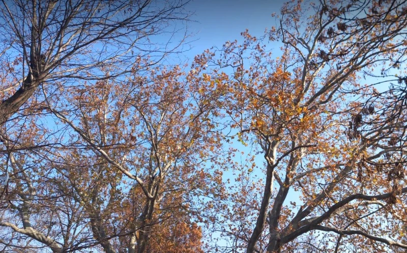 ����: ��� 19 ������� ��������� ������������ � ����� �� ���� �� ����� ���� ��������