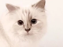 Това е най-прочутата котка милионерка