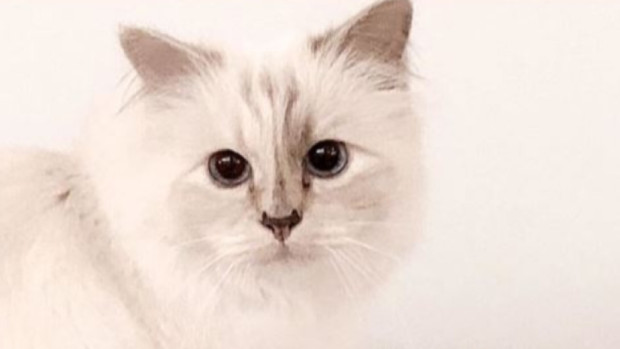 Котката на покойния дизайнер Карл Лагерфелд Шопет продължава да е