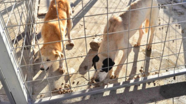 Ръководството на приюта за безстопанствени кучета в Каменар ще бъде