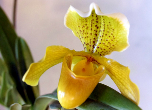 Орхидеи превземат варненската библиотека