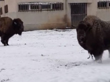 Снежното време е повод за радост за някои от обитателите на Софийския зоопарк