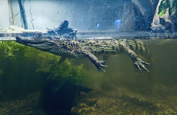 Най новият обитател на Варненския аквариум е очилат кайман съобщиха оттам