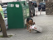 Борят популацията на бездомни кучета в Благоевград с безплатна кастрация