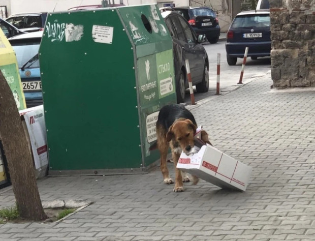 </TD
>Общинският приют за безстопанствени животни в Благоевград започва безплатна акция
