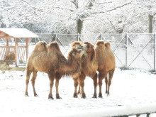 Камилите в Софийския зоопарк се радват на зимата