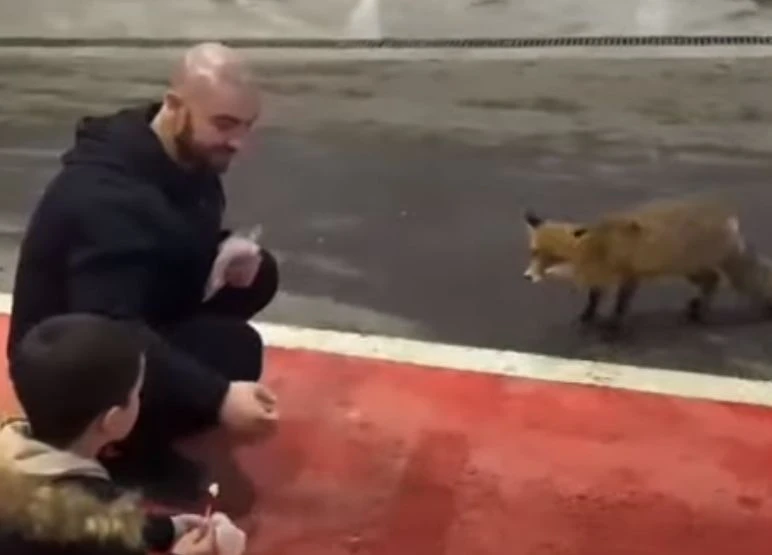 Лисица слезе за храна в бензиностанция на "Маказа"