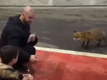 Лисица слезе за храна в бензиностанция на "Маказа"