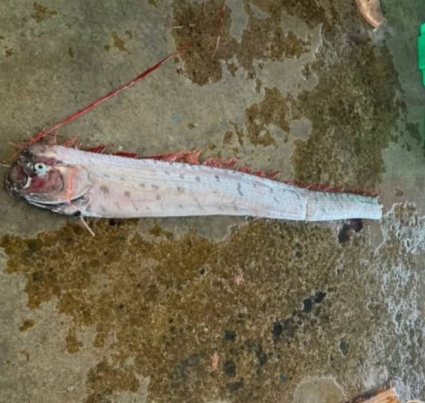 Тайландски рибари уловиха огромна кралска херинга рядка риба която може