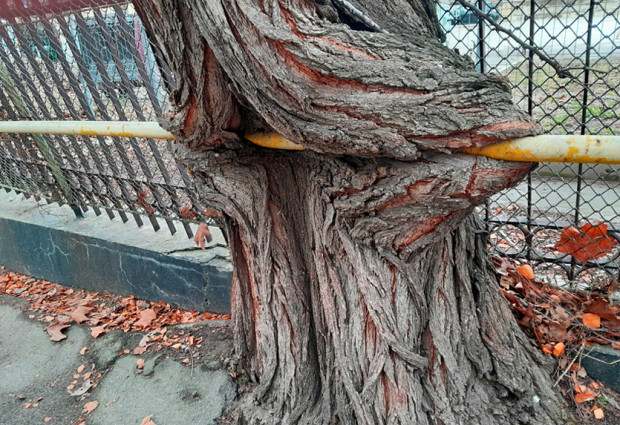 Това дърво от години яде метална тръба но тя не