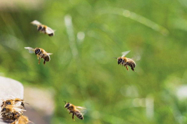</TD
>Медоносните пчели, заедно с други насекоми-опрашители, са сред най-засегнатите от