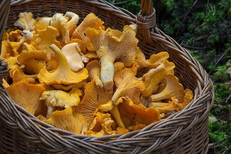 Какво не знаем за гъбите