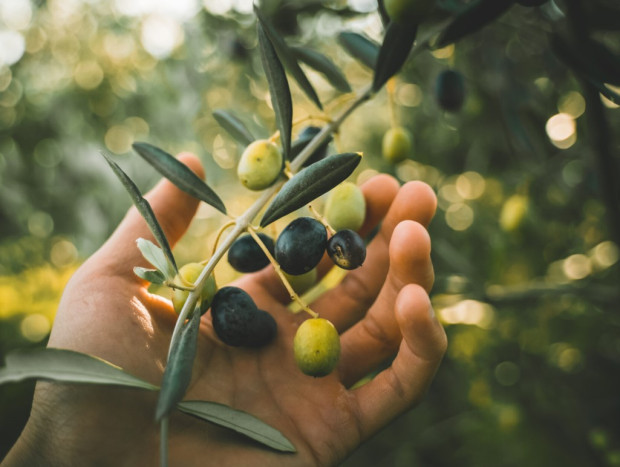 Всяка година маслиновите насаждения генерират 7 млн тона отпадъци Инженерите