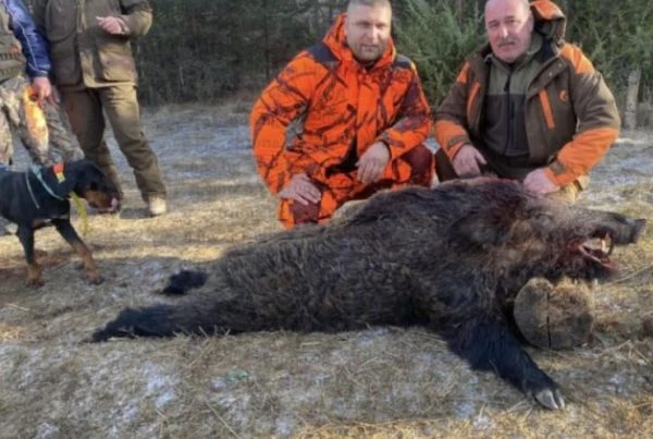 Ловци завършиха сезона с трофейна слука, поваляйки звяра на Перица