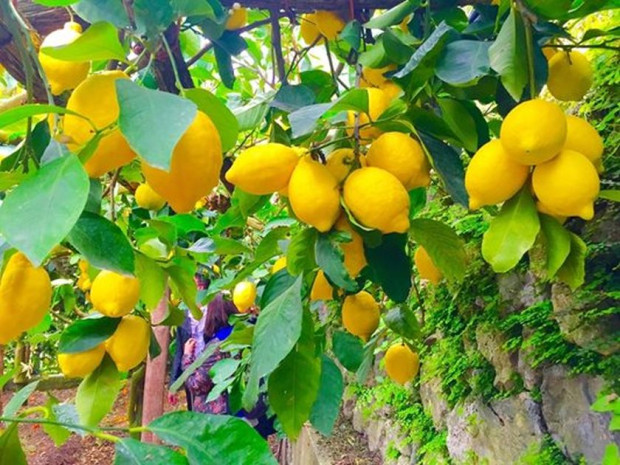 Турция планира да забрани производството и продажбата на лимонов сок