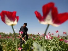 Мианмар изпревари Афганистан в производството на опиумен мак