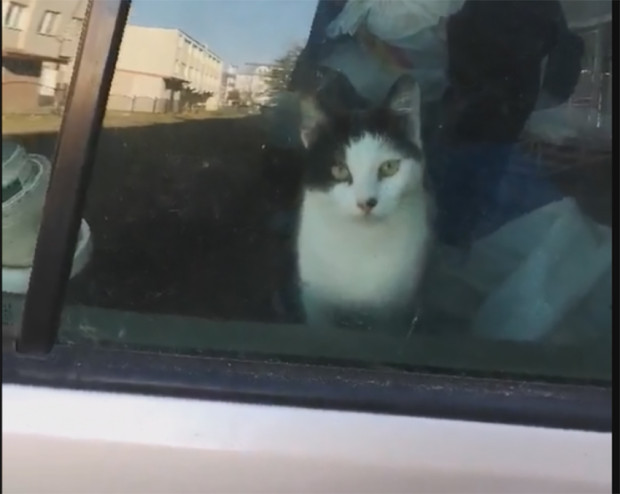 Котки заключени в кола Мястото – к с Грамада зад х л