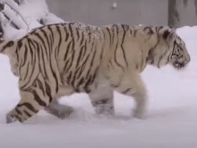 Снежното време зарадва белите бенгалски тигри от Зоологическа градина София