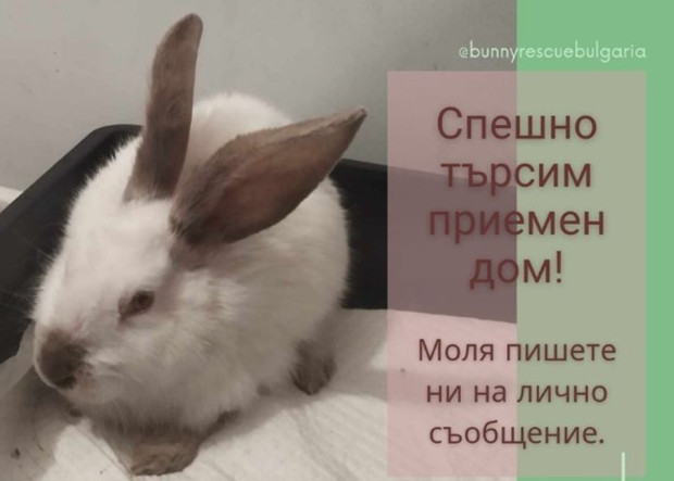 Мила обява се появи на страницата на Bunny Rescue Bulgaria Този