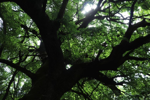 TD Общо 18 нови вековни дървета растящи в землището на град