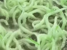 В Корея ядат пържени клечки за зъби