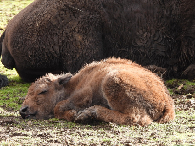 Семейството на Зоологическа градина София се увеличава - роди се бизонче