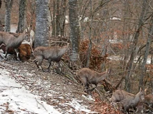 Разселиха 16 алпийски козирога на територията на ДЛС "Кормисош"