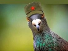 Полицията в Индия освободи гълъб, заподозрян в шпионаж в полза на Китай