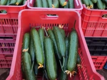 Българските краставици излизат от оранжериите на около 3 лева, а в магазина ги плащаме на близо 5 лева за килограм