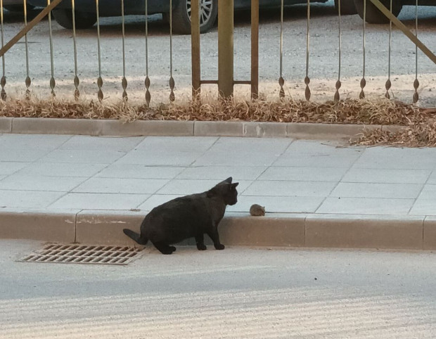 </TD
>Мишките в Пловдив са толкова големи, че и котките не
