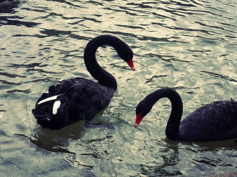 Лебедовото езеро в парк "Бачиново" край Благоевград осиротя, нелепа смърт сполетя един от черните лебеди